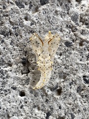 Leptophobia aripa