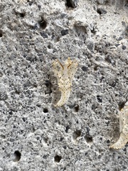 Leptophobia aripa