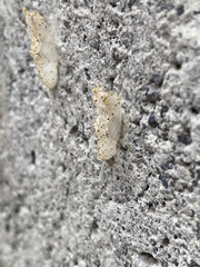 Leptophobia aripa