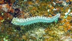 Hermodice carunculata