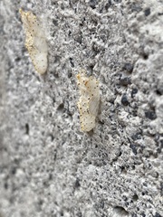 Leptophobia aripa