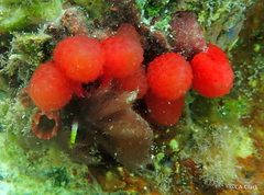 Eudistoma