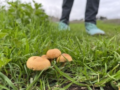 Agrocybe pediades