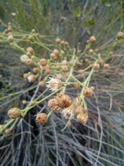 Baccharis spartioides