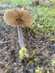 Entoloma sericeum