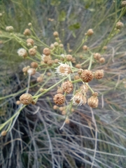 Baccharis spartioides