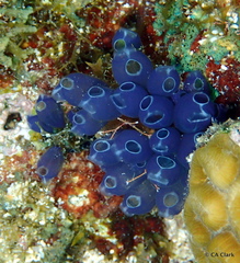 Clavelina puertosecensis