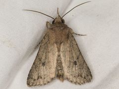 Protorthodes
