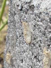 Leptophobia aripa