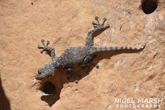 Ptyodactylus puiseuxi