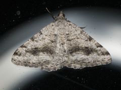 Digrammia pictipennata