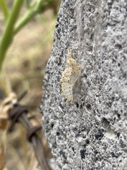 Leptophobia aripa