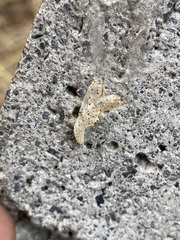 Leptophobia aripa