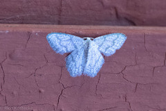 Chloropteryx opalaria