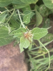 Acalypha villicaulis