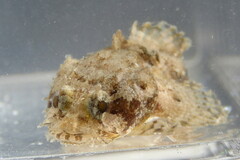 Opsanus beta