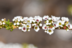 Babingtonia triandra
