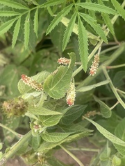 Acalypha villicaulis