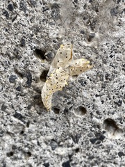 Leptophobia aripa