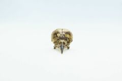 Leiothlypis peregrina