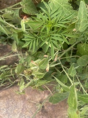 Acalypha villicaulis