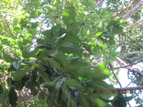 Brosimum alicastrum - Leaves