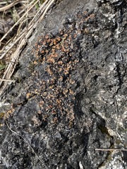 Psora pseudorussellii