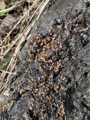 Psora pseudorussellii