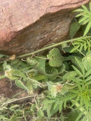 Acalypha villicaulis