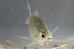 Eucinostomus gula