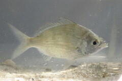 Eucinostomus gula