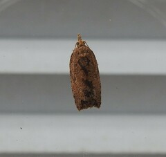 Planotortrix notophaea