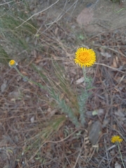 Hysterionica jasionoides