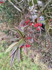 Cotoneaster salicifolius