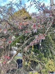 Cotoneaster salicifolius