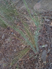 Hysterionica jasionoides