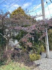 Cotoneaster salicifolius