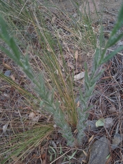 Hysterionica jasionoides