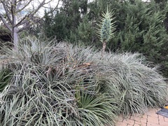 Puya × berteroniana