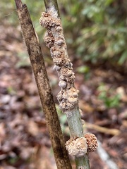 Echinodothis tuberiformis