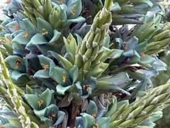 Puya × berteroniana