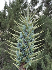 Puya × berteroniana