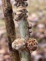 Echinodothis tuberiformis