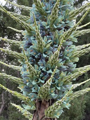 Puya × berteroniana