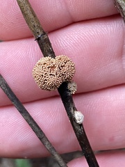 Echinodothis tuberiformis