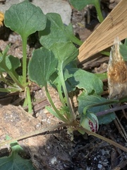 Viola cleistogamoides