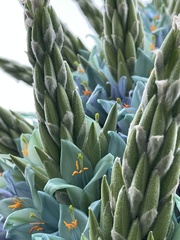 Puya × berteroniana