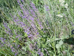 Salvia dumetorum