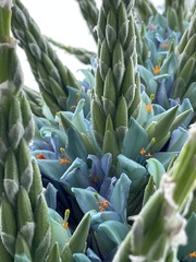 Puya × berteroniana