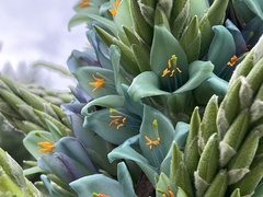 Puya × berteroniana